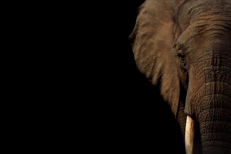 Elephant Wildlife Conservation