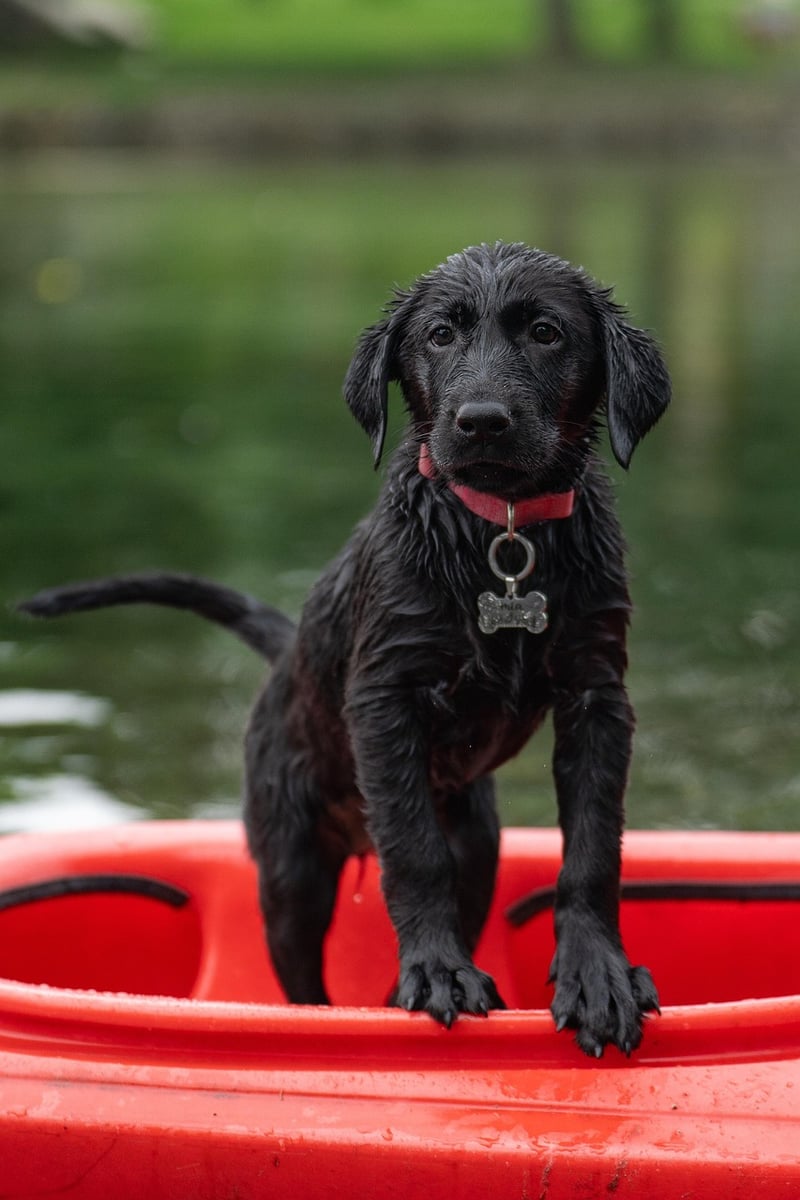 Puppy